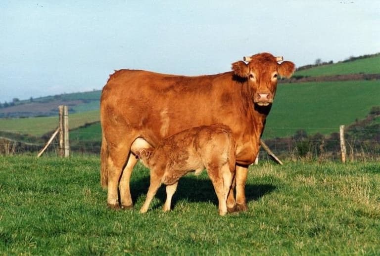VACHE-LIMOUSINE-1.jpg